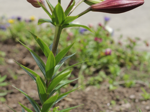 34.	Coroas de Rei (Lilium sp)
Data da fotografia: 11/06/2018
Utilidade/ função na horta: Flor que contribui para estética da horta e sua biodiversidade por atrair borboletas.